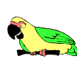peroquet.gif